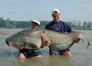 Cal caught a catfish barehanded