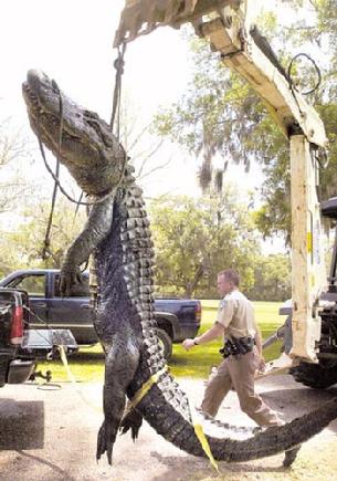 Cal likes to hunt alligators