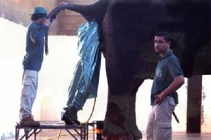 Cal likes to work with animals