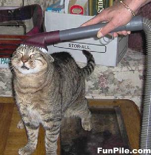 Cals cat likes to get brushed
