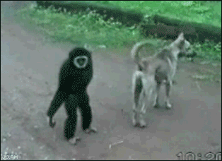 Cals chimp likes to play
