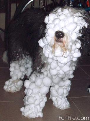 Cals dog likes the snow