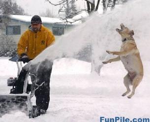 Cals dog likes to catch snow