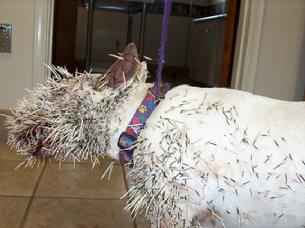 Cals dog used to chase porcupines