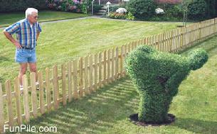 Cal trimmed his bush