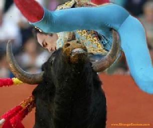 Cal used to be a matador