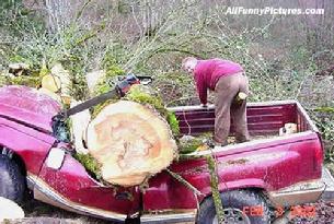 Cal used to cut down trees