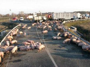 Cal used to haul livestock