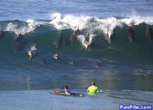 Cal used to surf