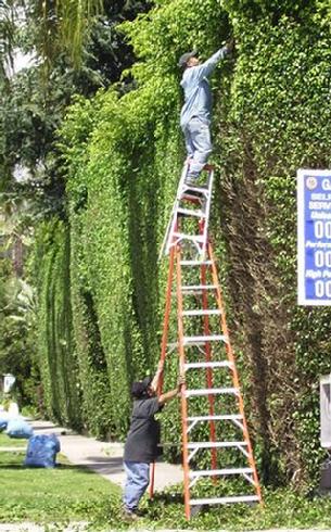 Cal used to trim trees
