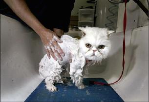 Cal washed his kitty