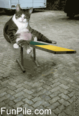 Cat teeter-tottter