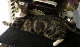 Jonah is a Classic Bullseye Tabby