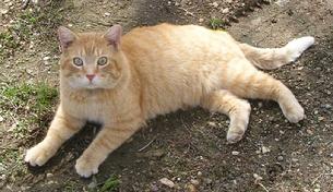 I rescued Punkin when he was under 7 pounds with a terrible case of worms and fleas. 8 months later, he weighed 14 pounds. He follows me everywhere and likes to ride with me wherever I go. When I call his name, he comes running fast as if something were chasing him.